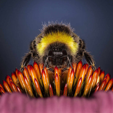 Walmart Patents Autonomous Robot Bees